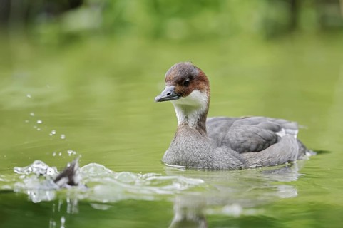 Red-breasted Merganser (Mergellus albellus), female, Netherlands