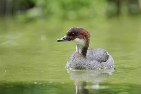 Red-breasted Merganser (Mergellus albellus), female, Netherlands