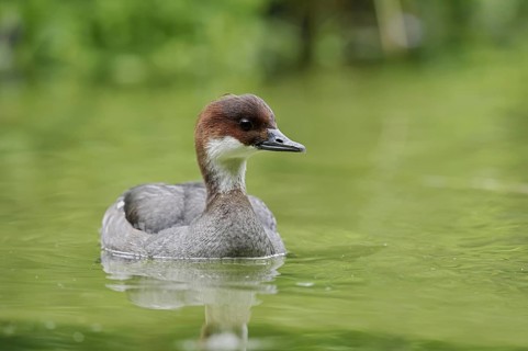 Red-breasted Merganser (Mergellus albellus), female, Netherlands