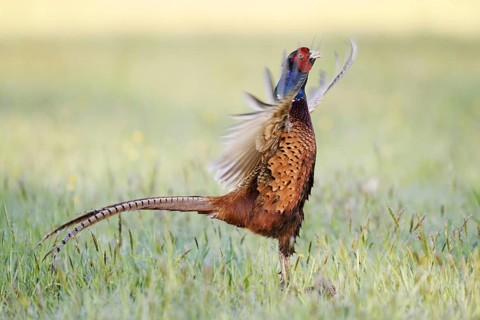 Hunting pheasant (Phasianus colchicus), cock mating in a meadow, North Rhine-Westphalia, Germany