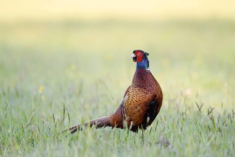 Hunting pheasant (Phasianus colchicus), cock standing in a meadow, North Rhine-Westphalia, Germany