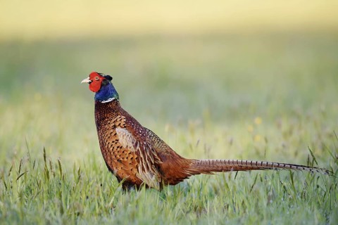 Hunting pheasant (Phasianus colchicus), cock standing in a meadow, North Rhine-Westphalia, Germany