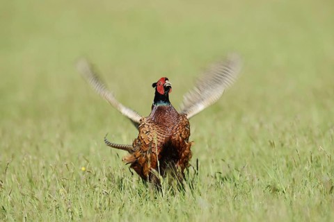 Hunting pheasant (Phasianus colchicus), cock mating in a meadow, North Rhine-Westphalia, Germany