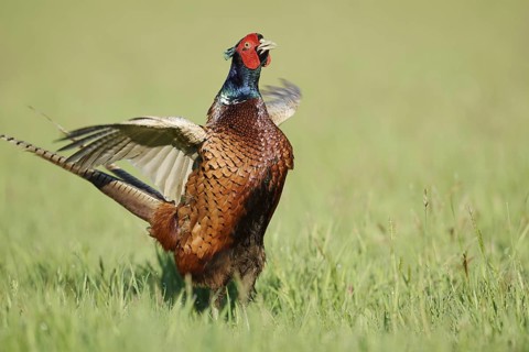 Hunting pheasant (Phasianus colchicus), cock mating in a meadow, North Rhine-Westphalia, Germany