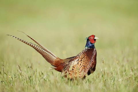 Hunting pheasant (Phasianus colchicus), cock standing in a meadow, North Rhine-Westphalia, Germany