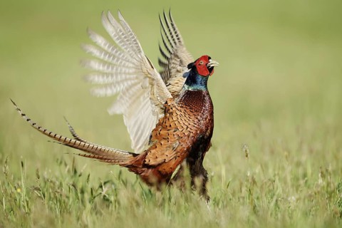 Hunting pheasant (Phasianus colchicus), cock mating in a meadow, North Rhine-Westphalia, Germany