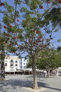 Largo Engenheiro Duarte Pacheco Square, Albufeira, Algarve, Portugal