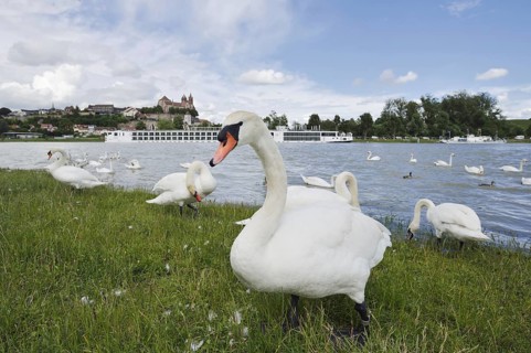 Mute swans on the Rhine with a view of the Münsterberg and St Stephan's Minster, Breisach am Rhein,