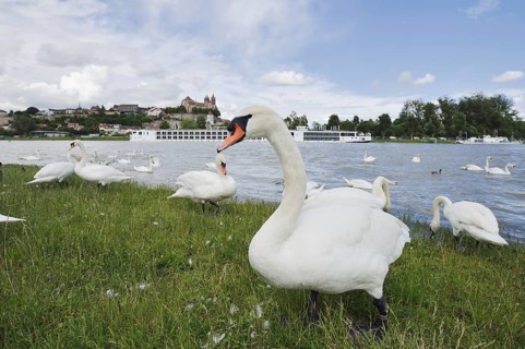Mute swans on the Rhine with a view of the Münsterberg and St Stephan's Minster, Breisach am Rhein,
