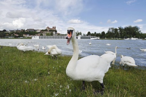 Mute swans on the Rhine with a view of the Münsterberg and St Stephan's Minster, Breisach am Rhein,