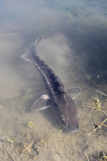 Russian sturgeon or Waxdick (Acipenser gueldenstaedtii), released animal in a lake, North