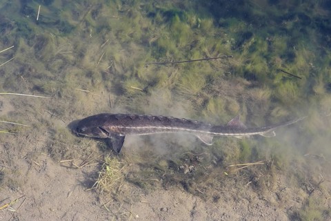 Russian sturgeon or Waxdick (Acipenser gueldenstaedtii), released animal in a lake, North