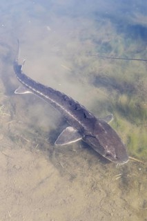 Russian sturgeon or Waxdick (Acipenser gueldenstaedtii), released animal in a lake, North