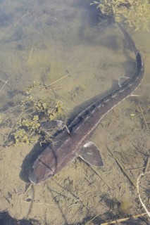 Russian sturgeon or Waxdick (Acipenser gueldenstaedtii), released animal in a lake, North