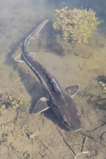 Russian sturgeon or Waxdick (Acipenser gueldenstaedtii), released animal in a lake, North
