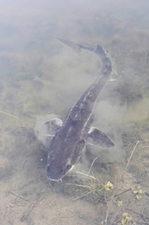 Russian sturgeon or Waxdick (Acipenser gueldenstaedtii), released animal in a lake, North