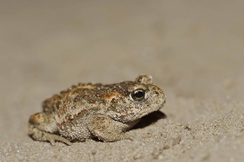 Natterjack toad (Epidalea calamita, Bufo calamita), North Rhine-Westphalia, Germany