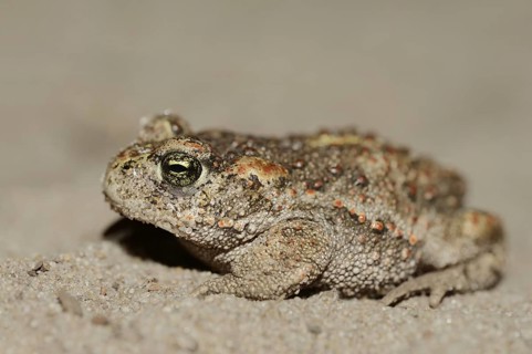 Natterjack toad (Epidalea calamita, Bufo calamita), North Rhine-Westphalia, Germany