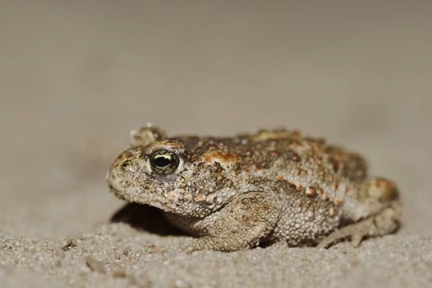 Natterjack toad (Epidalea calamita, Bufo calamita), North Rhine-Westphalia, Germany