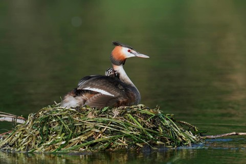 Great Crested Grebe (Podiceps Scalloped ribbonfish) feeding chicks on the nest, North
