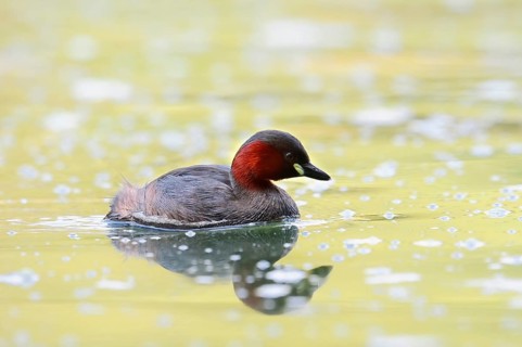 Little grebe (Tachybaptus ruficollis), North Rhine-Westphalia, Germany