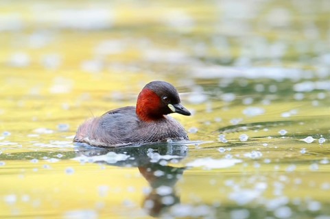 Little grebe (Tachybaptus ruficollis), North Rhine-Westphalia, Germany
