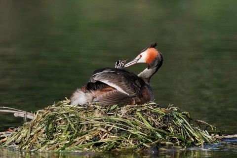 Great Crested Grebe (Podiceps scalloped ribbonfish) with chicks on the nest, North