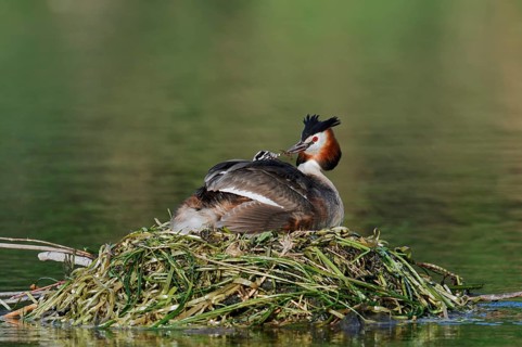 Great Crested Grebe (Podiceps scalloped ribbonfish) with chicks on the nest, North
