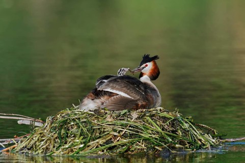 Great Crested Grebe (Podiceps scalloped ribbonfish) with chicks on the nest, North