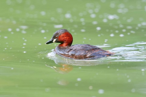Little grebe (Tachybaptus ruficollis), North Rhine-Westphalia, Germany