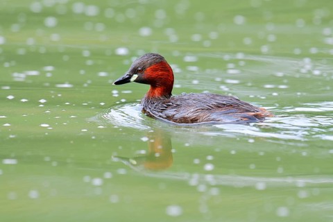 Little grebe (Tachybaptus ruficollis), North Rhine-Westphalia, Germany