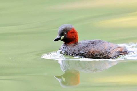 Little grebe (Tachybaptus ruficollis), North Rhine-Westphalia, Germany