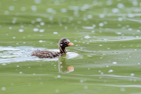 Little grebe (Tachybaptus ruficollis), swimming chick, North Rhine-Westphalia, Germany
