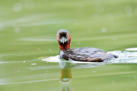 Little grebe (Tachybaptus ruficollis), North Rhine-Westphalia, Germany