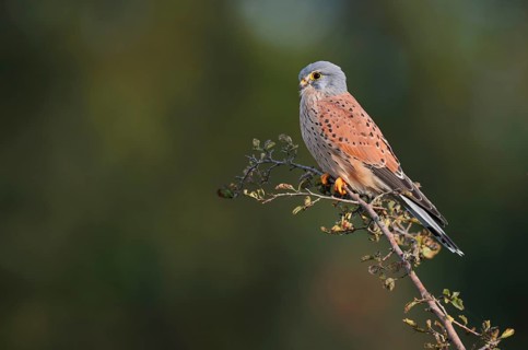 Kestrel (Falco tinnunculus), male sitting on a branch of hawthorn (Crataegus), North