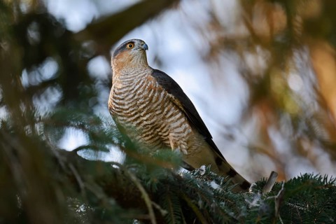 Sparrowhawk (Accipiter nisus), male with prey, North Rhine-Westphalia, Germany