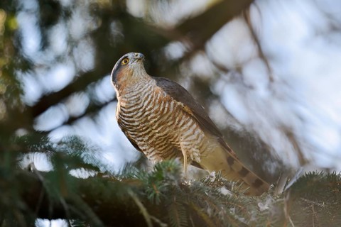 Sparrowhawk (Accipiter nisus), male with prey, North Rhine-Westphalia, Germany