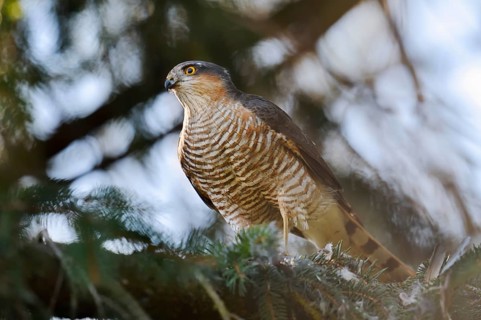 Sparrowhawk (Accipiter nisus), male with prey, North Rhine-Westphalia, Germany