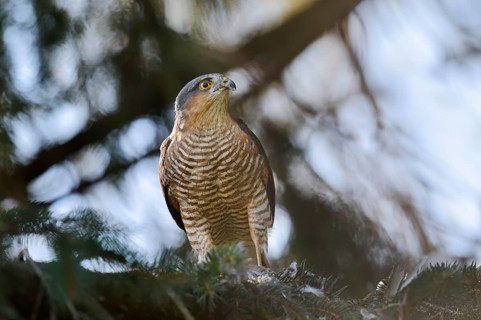 Sparrowhawk (Accipiter nisus), male with prey, North Rhine-Westphalia, Germany