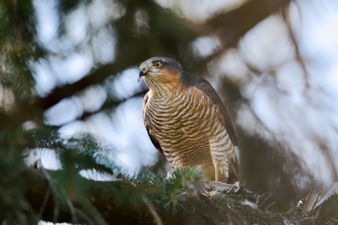 Sparrowhawk (Accipiter nisus), male with prey, North Rhine-Westphalia, Germany