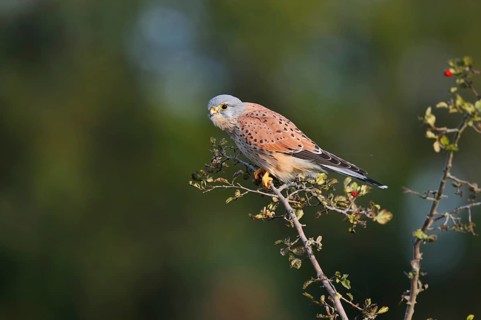 Kestrel (Falco tinnunculus), male sitting on a branch of hawthorn (Crataegus), North