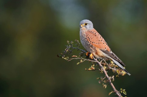 Kestrel (Falco tinnunculus), male sitting on a branch of hawthorn (Crataegus), North