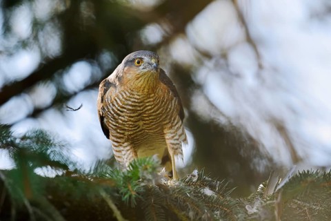 Sparrowhawk (Accipiter nisus), male with prey, North Rhine-Westphalia, Germany