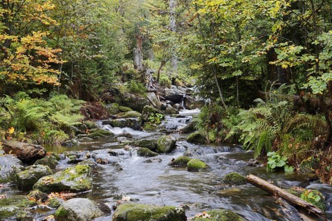 Mountain stream Kleine Ohe in autumn, Bavarian Forest National Park, Bavaria, Germany