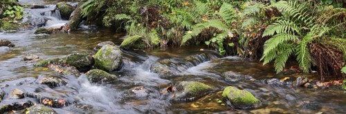 Mountain stream Kleine Ohe in autumn, Bavarian Forest National Park, Bavaria, Germany