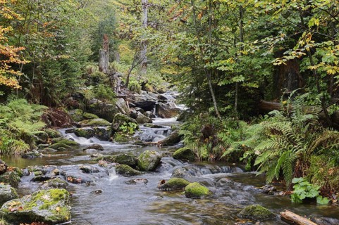 Mountain stream Kleine Ohe in autumn, Bavarian Forest National Park, Bavaria, Germany