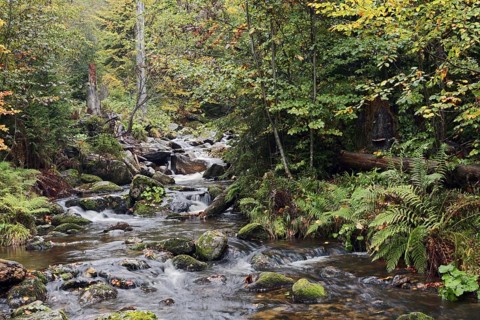 Mountain stream Kleine Ohe in autumn, Bavarian Forest National Park, Bavaria, Germany