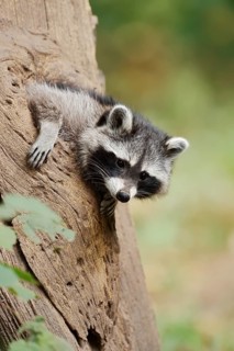 Raccoon (Procyon lotor), young animal looking out of a tree hollow, North Rhine-Westphalia, Germany