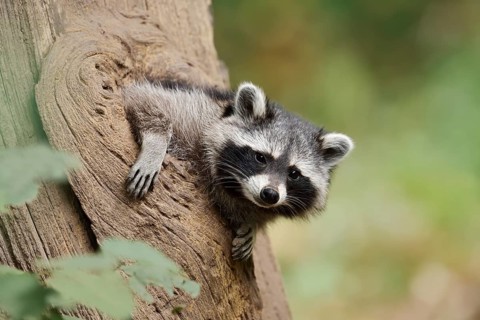 Raccoon (Procyon lotor), young animal looking out of a tree hollow, North Rhine-Westphalia, Germany