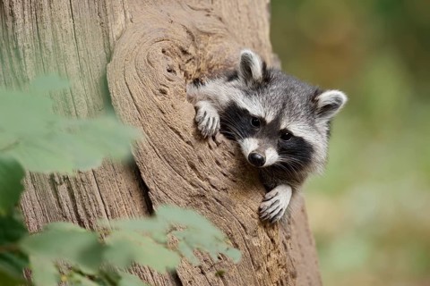 Raccoon (Procyon lotor), young animal looking out of a tree hollow, North Rhine-Westphalia, Germany